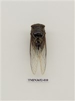 藏品(高砂熊蟬)的圖片